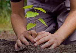 洽洽綠色工(gong)程(cheng)生(sheng)态示範林